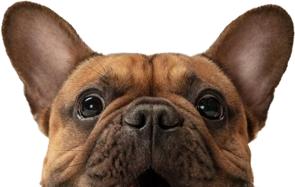 A bulldog